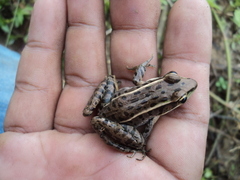 Lithobates brownorum