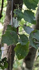 Populus × canescens