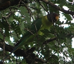 Psittacula cyanocephala