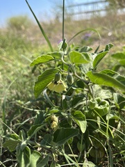 Physalis mollis