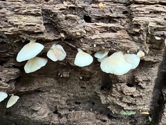 Crepidotus applanatus