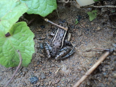 Lithobates brownorum