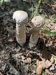 Hypomyces hyalinus