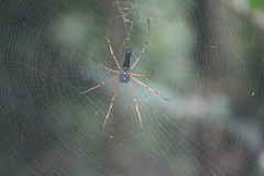 Nephila kuhli