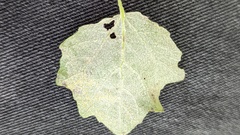 Populus × canescens