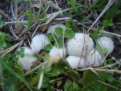 Lycoperdon