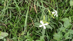 Saponaria officinalis