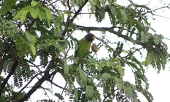 Psittacula cyanocephala