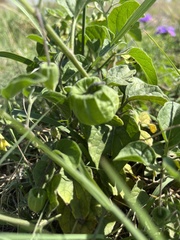 Physalis mollis