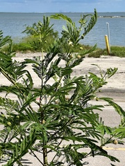 Leucaena leucocephala