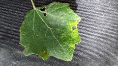 Populus × canescens