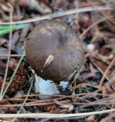 Hygrophorus hypothejus