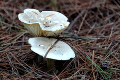 Ampulloclitocybe