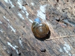 Oxychilus draparnaudi