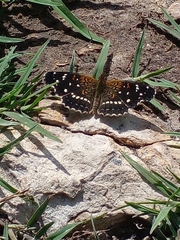 Anthanassa texana texana