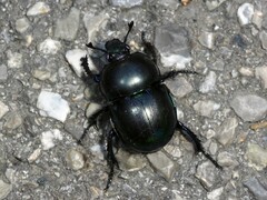 Geotrupidae
