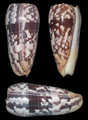 Conus striatus oahuensis