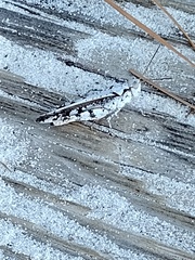 Spharagemon marmorata