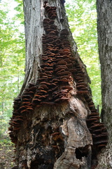 Ischnoderma resinosum