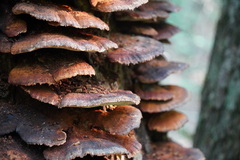 Ischnoderma resinosum