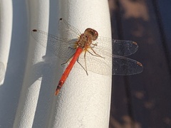 Sympetrum vicinum