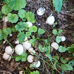Lycoperdon