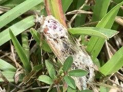 Spodoptera latifascia