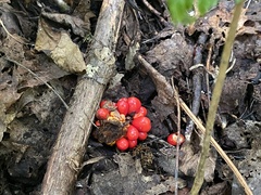 Arisaema triphyllum