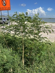 Leucaena leucocephala