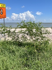 Leucaena leucocephala