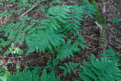 Dryopteris goldieana