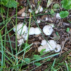 Lycoperdon