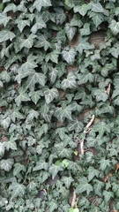 Hedera helix