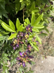Wisteria