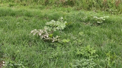 Heracleum sosnowskyi