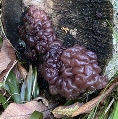 Ascocoryne sarcoides