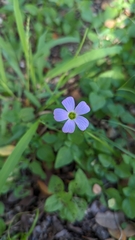 Oxalis drummondii