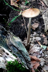 Oudemansiella