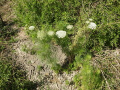 Visnaga daucoides