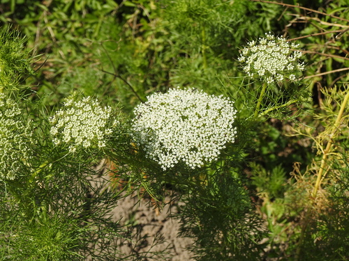 Image of Visnaga daucoides by (c) Eduardo Luis Beltrocco, some rights reserved (CC BY)