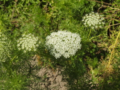 Visnaga daucoides
