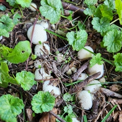 Lycoperdon