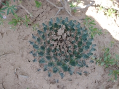 Mammillaria heyderi
