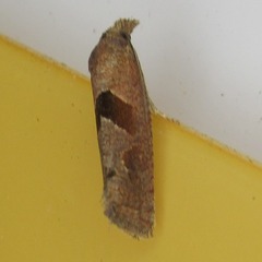 Pelochrista similiana