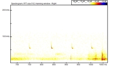 Pipistrellus pygmaeus