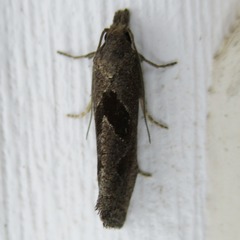 Pelochrista similiana