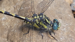 Onychogomphus uncatus
