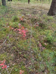 Aronia mitschurinii
