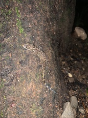 Cyrtodactylus marmoratus