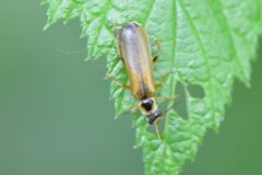 Cantharis decipiens
